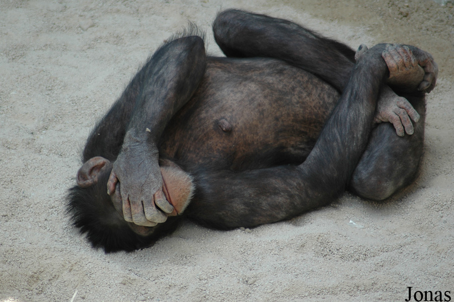 Pan troglodytes
