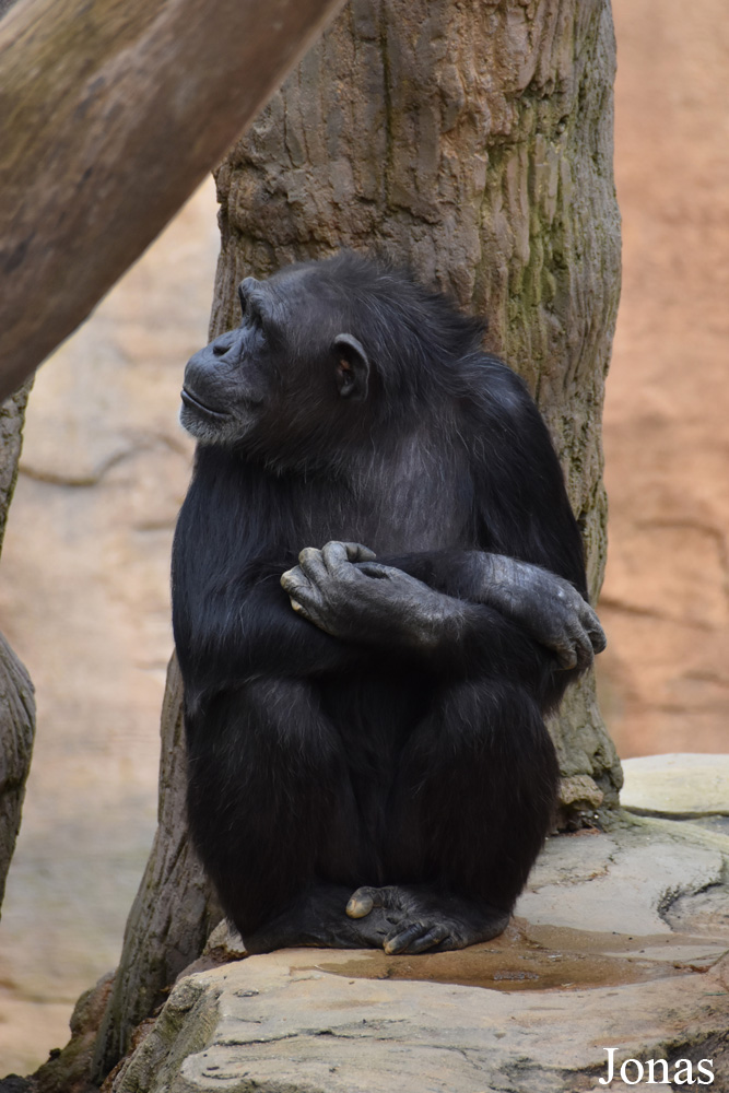 Pan troglodytes