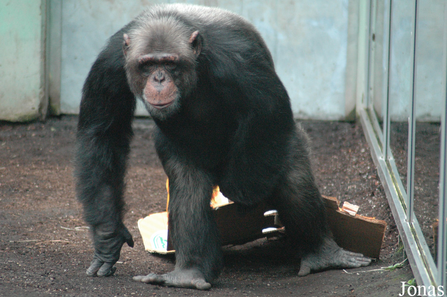 Pan troglodytes