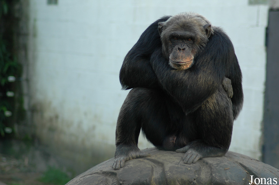 Pan troglodytes