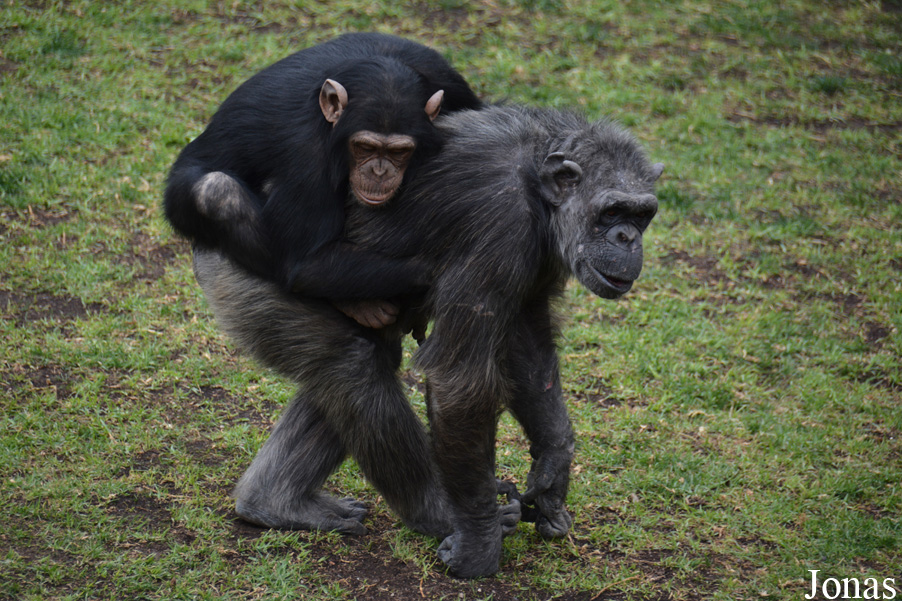 Pan troglodytes