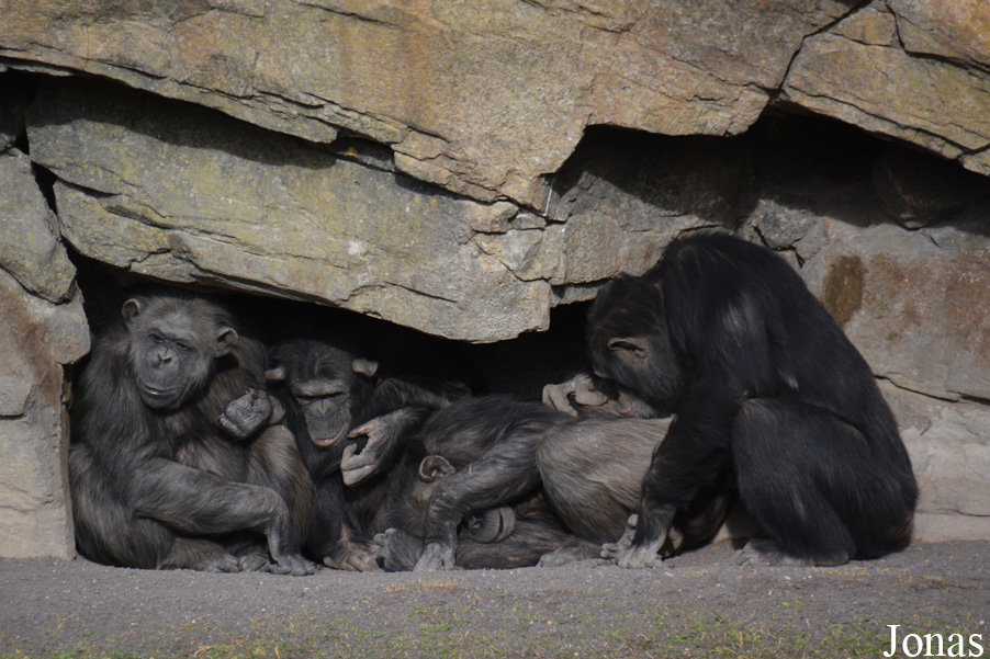 Pan troglodytes