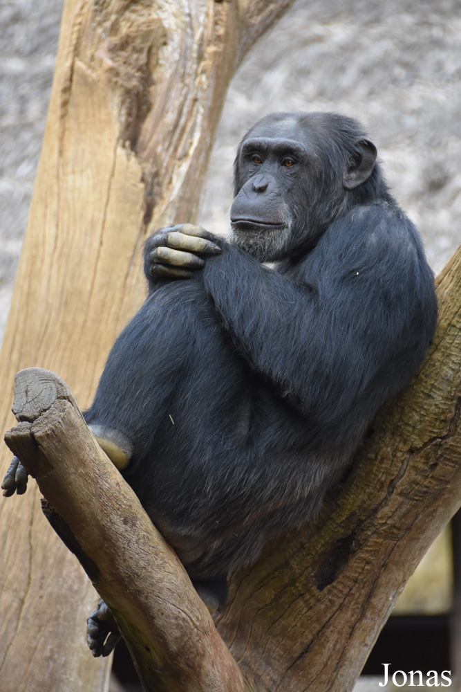 Pan troglodytes verus