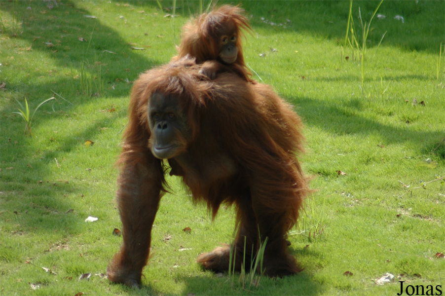 Pongo abelii
