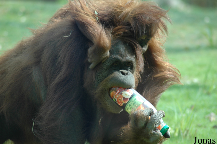 Pongo abelii