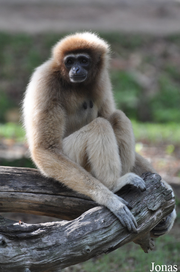 Hylobates lar entelloides