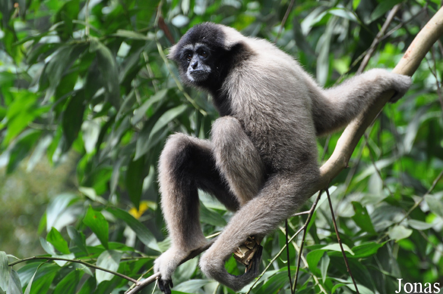 Hylobates muelleri funereus