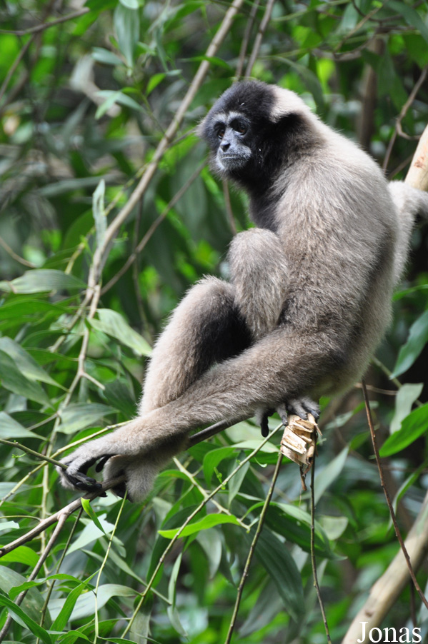 Hylobates muelleri funereus
