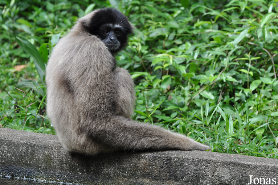 Hylobates muelleri funereus