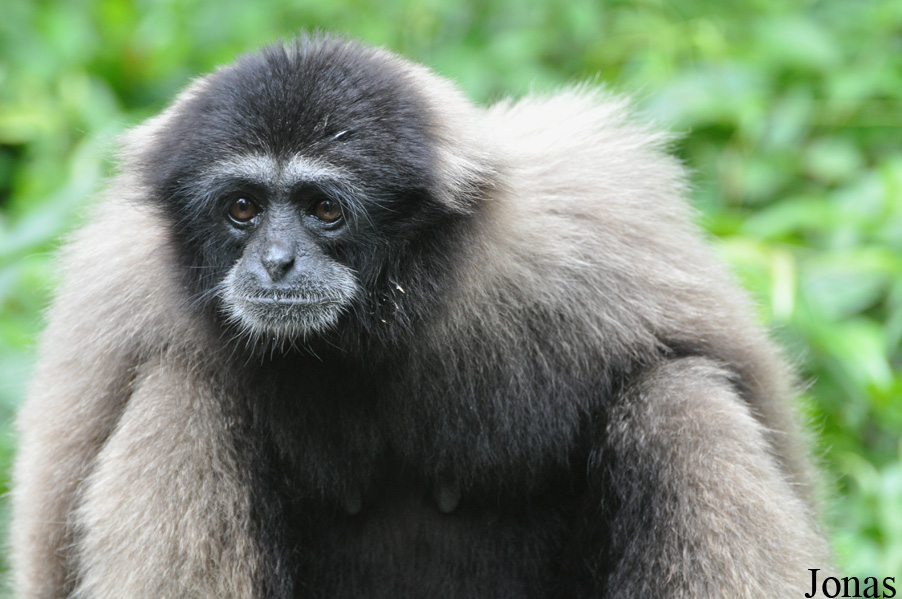Hylobates muelleri funereus