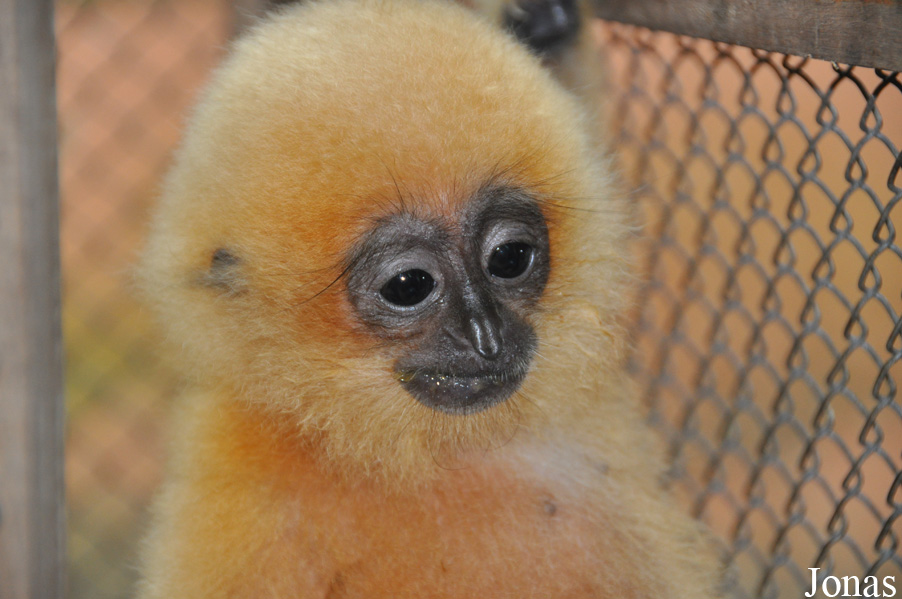 Nomascus gabriellae