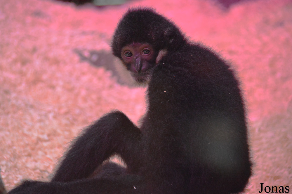 Nomascus siki