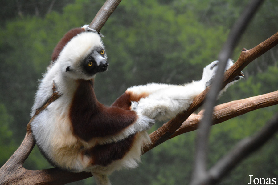 Propithecus coquereli