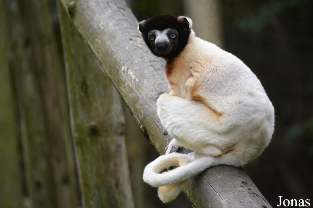 Propithecus coronatus