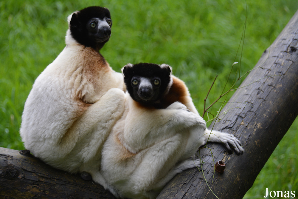 Propithecus coronatus