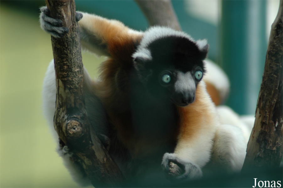 Propithecus coronatus