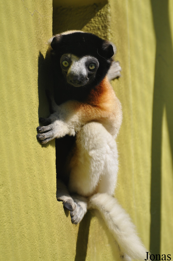 Propithecus coronatus