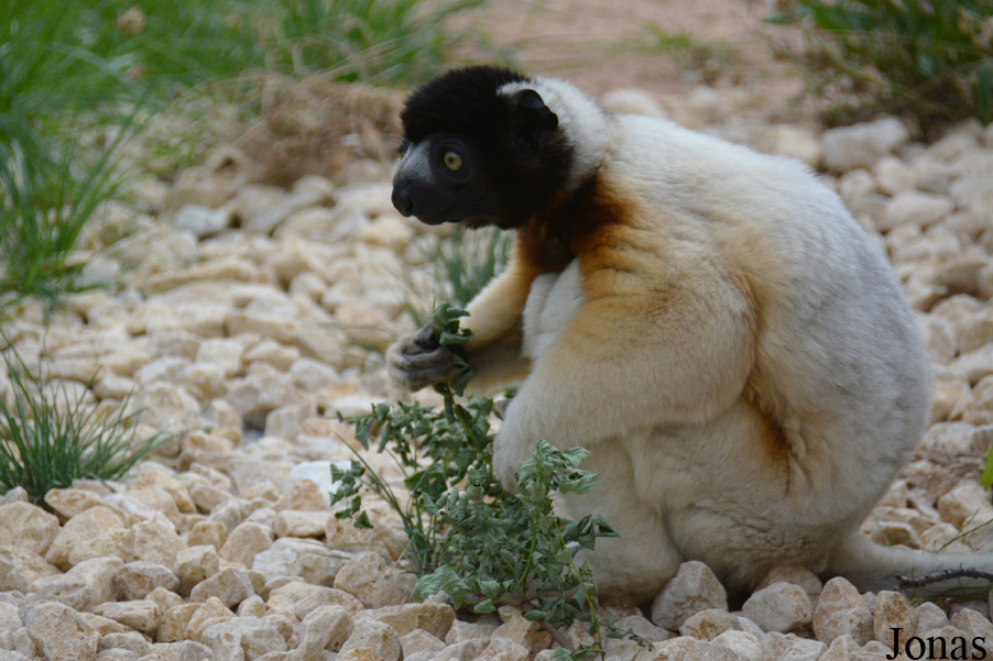 Propithecus coronatus