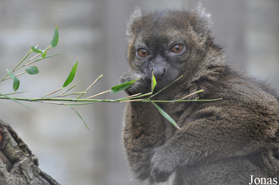 Prolemur simus