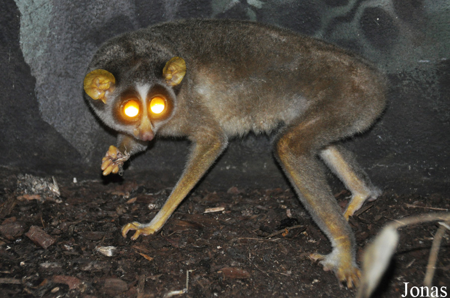 Loris lydekkerianus nordicus