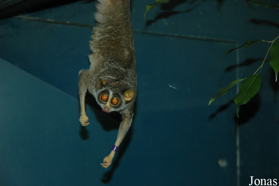Loris lydekkerianus nordicus