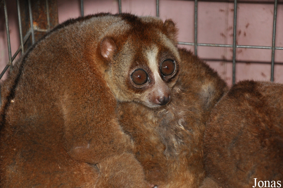 Nycticebus coucang