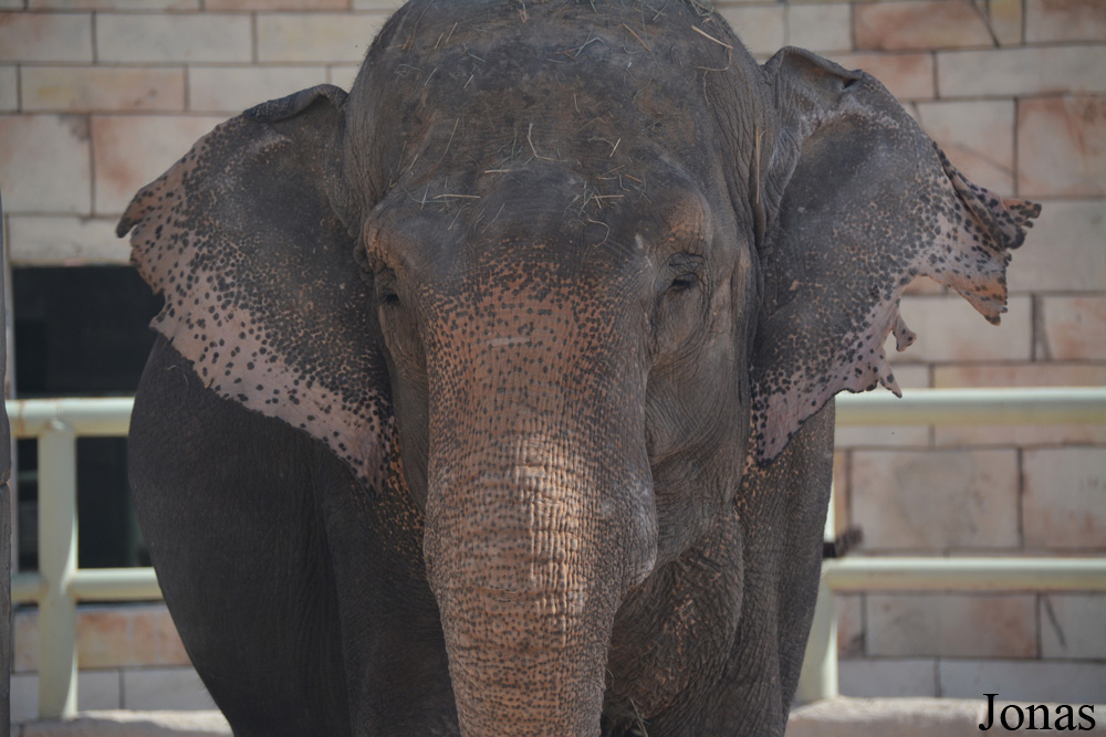 Elephas maximus