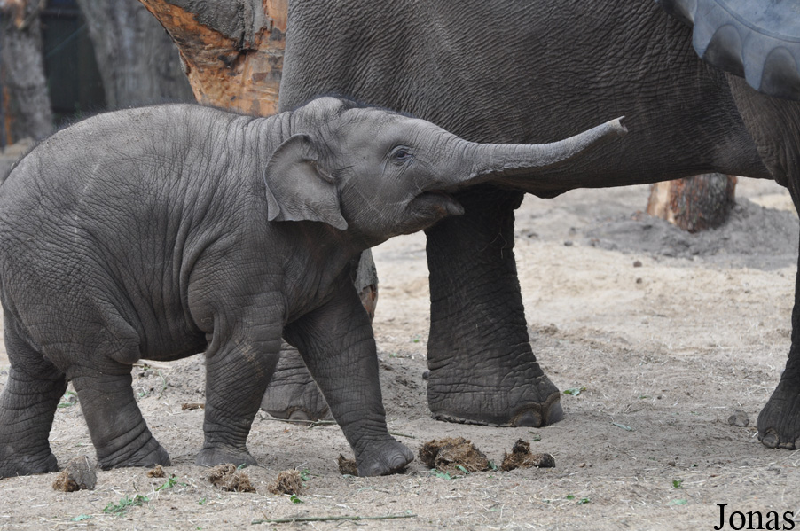 Elephas maximus