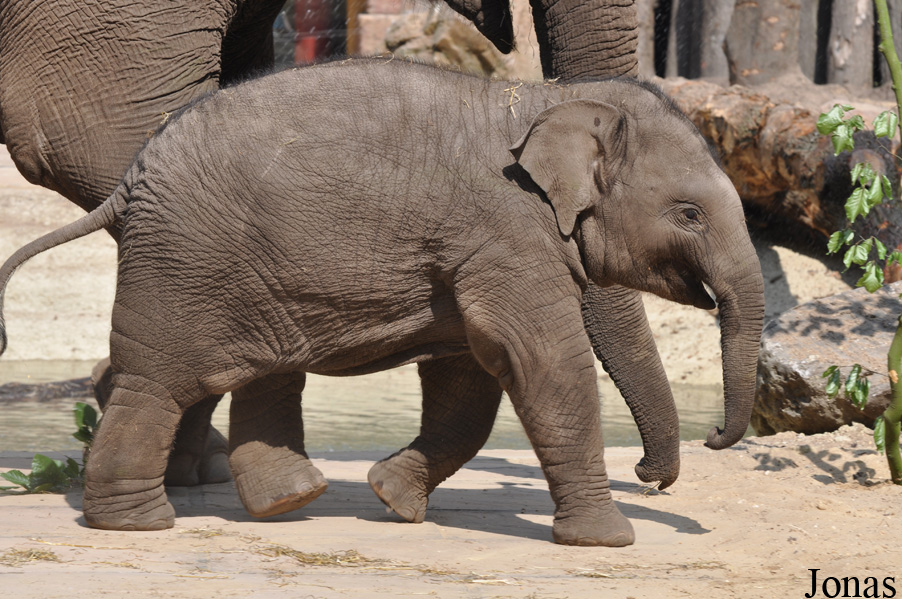 Elephas maximus