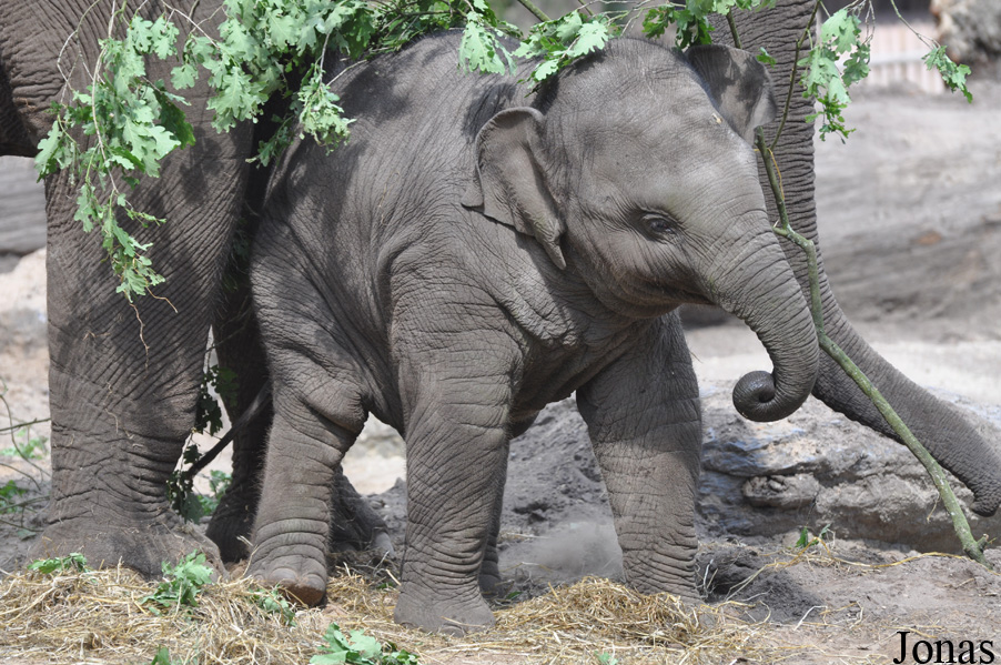 Elephas maximus