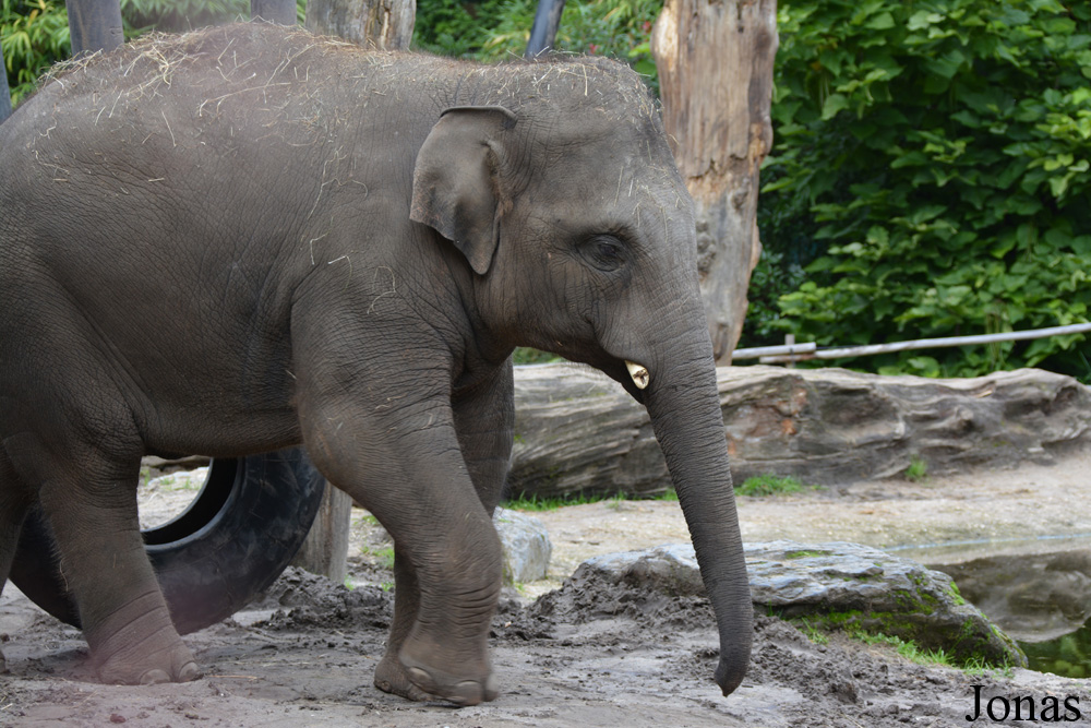 Elephas maximus