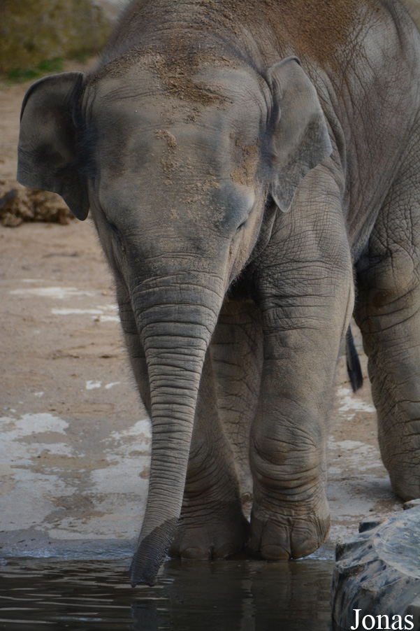 Elephas maximus