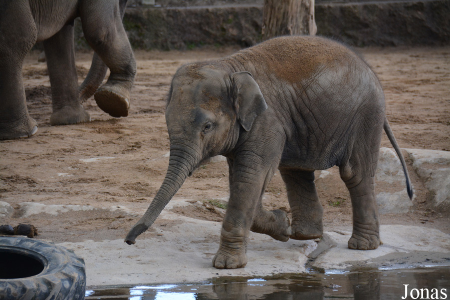Elephas maximus