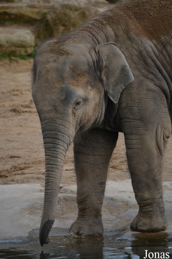 Elephas maximus