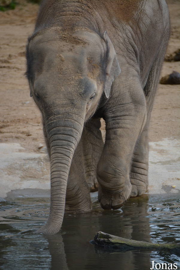 Elephas maximus