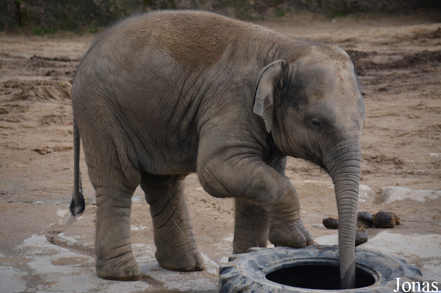 Elephas maximus