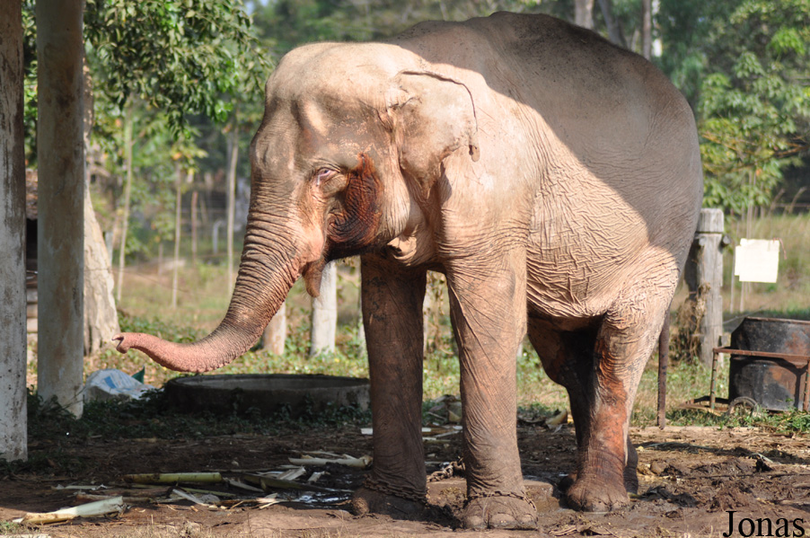 Elephas maximus