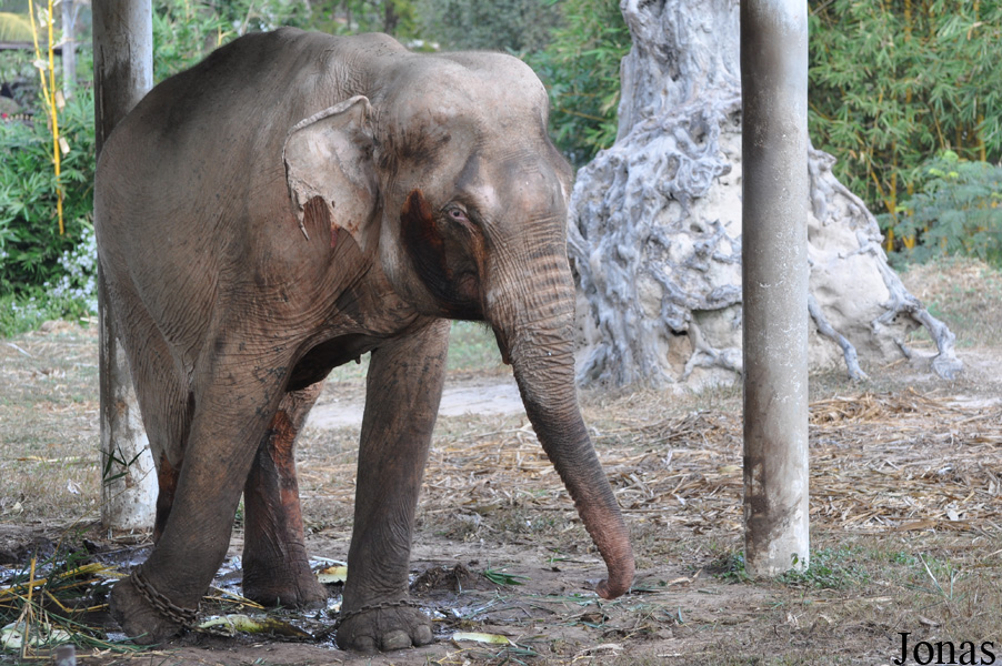Elephas maximus