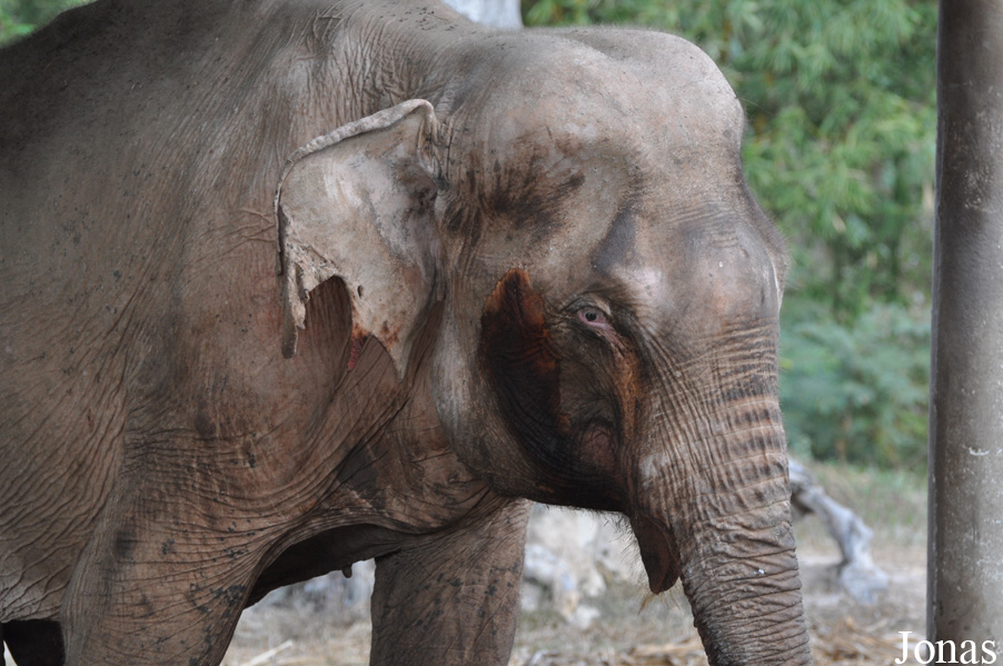 Elephas maximus