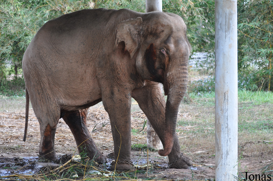 Elephas maximus