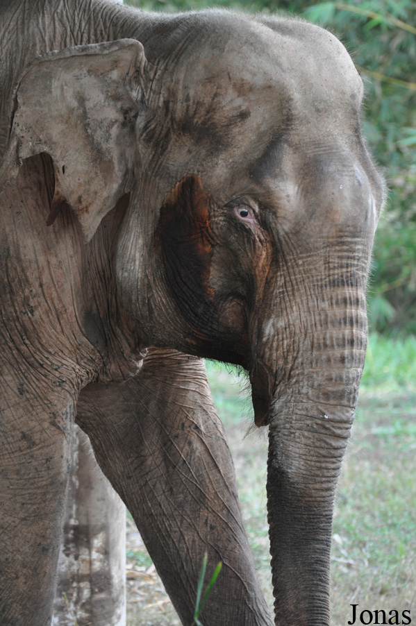 Elephas maximus