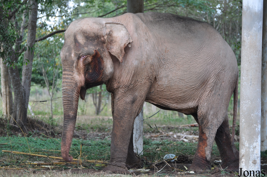 Elephas maximus