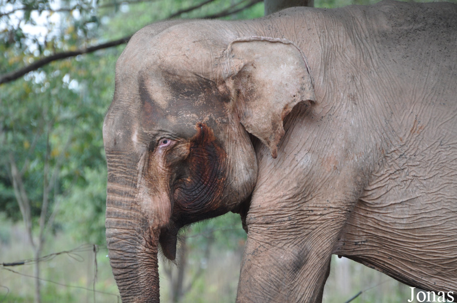 Elephas maximus