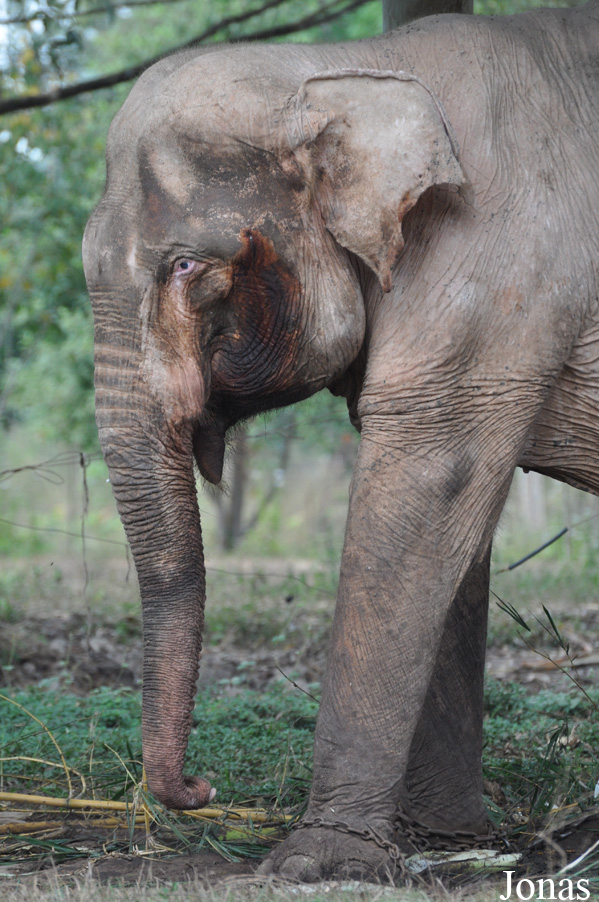Elephas maximus