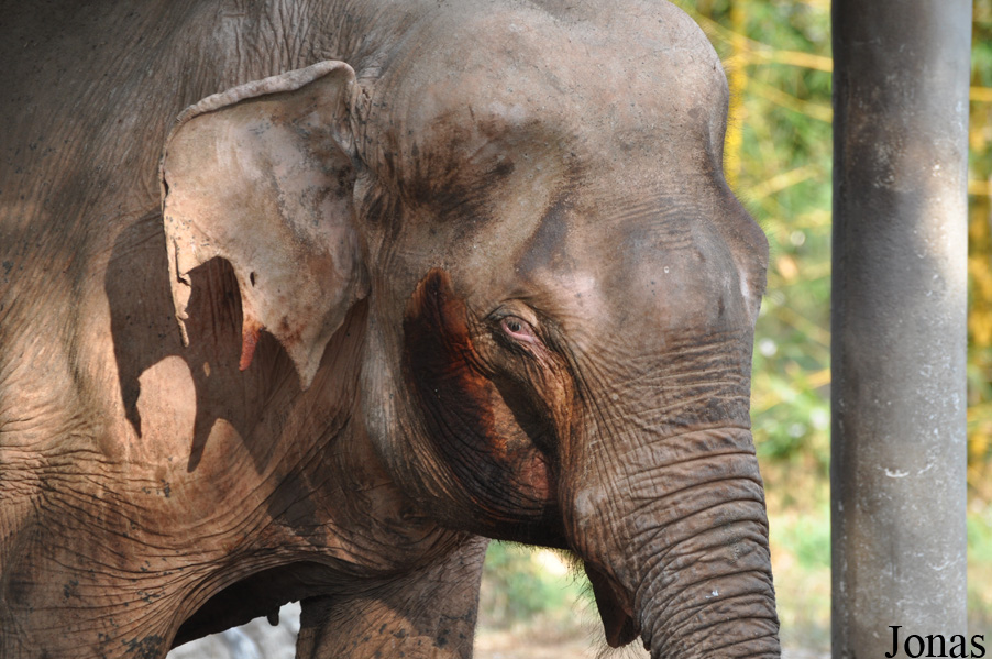 Elephas maximus