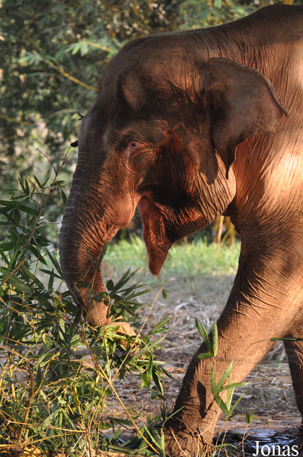 Elephas maximus
