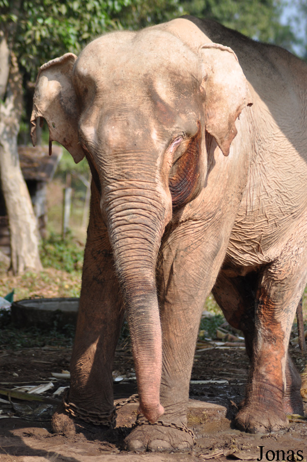 Elephas maximus