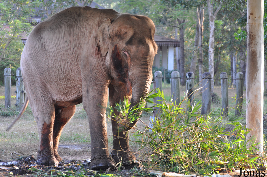 Elephas maximus
