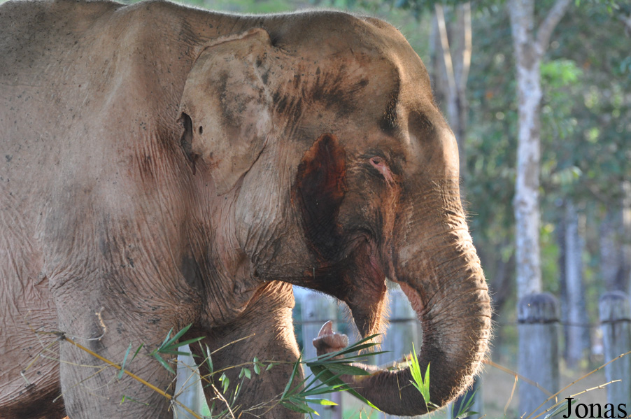 Elephas maximus