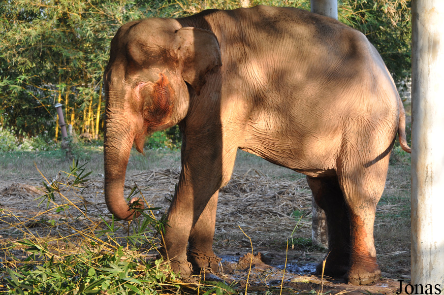 Elephas maximus